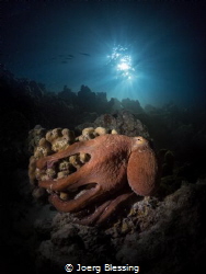 Octopus posing on a night dive under the jetty, Baa Atoll by Joerg Blessing 